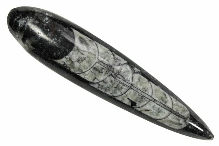 Polished Fossil Orthoceras (Cephalopod) - Morocco #363853